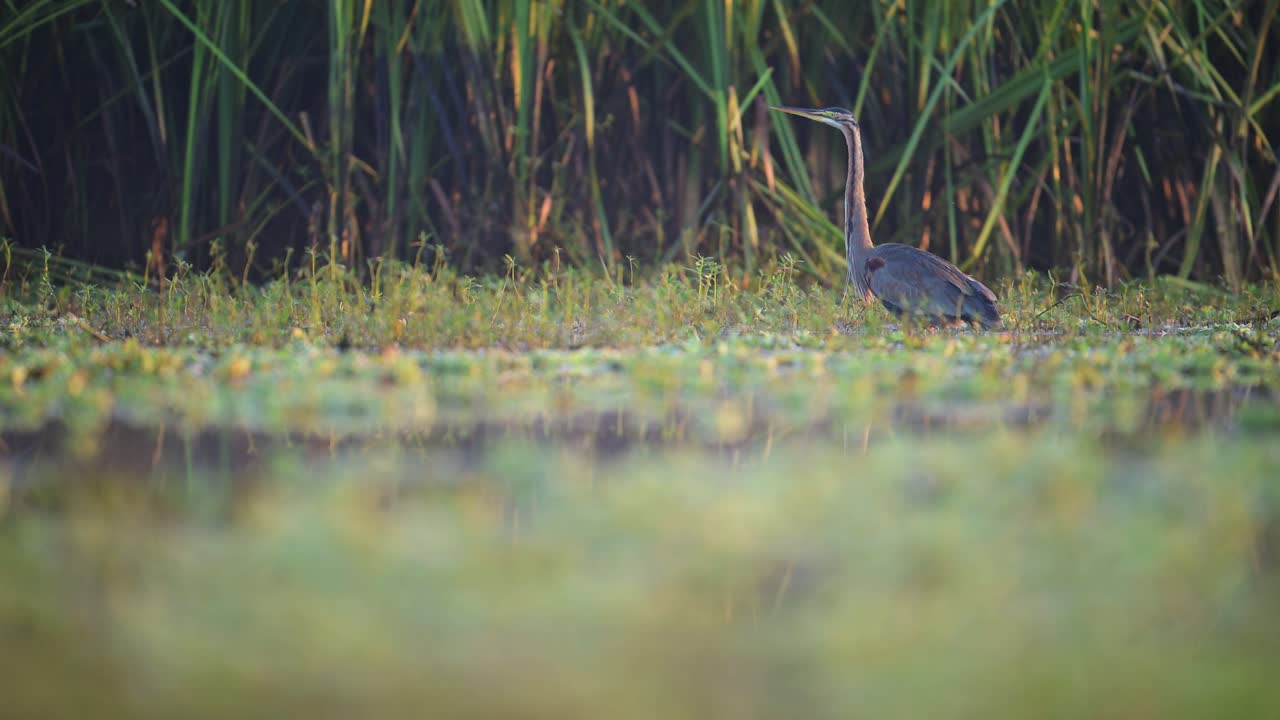 Purple Heron in a Swamp