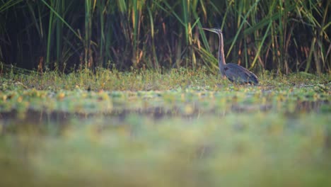 purple heron in a swamp