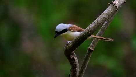 Der-Tigerwürger-Hat-Seinen-Namen-Von-Dem-Tigerähnlichen-Muster-Auf-Seinen-Federn,-Da-Er-Auch-Ein-Raubtier-Eines-Vogels-Ist,-Der-Sich-Von-Insekten,-Sehr-Kleinen-Säugetieren-Und-Sogar-Vögeln-Seiner-Größe-Ernährt