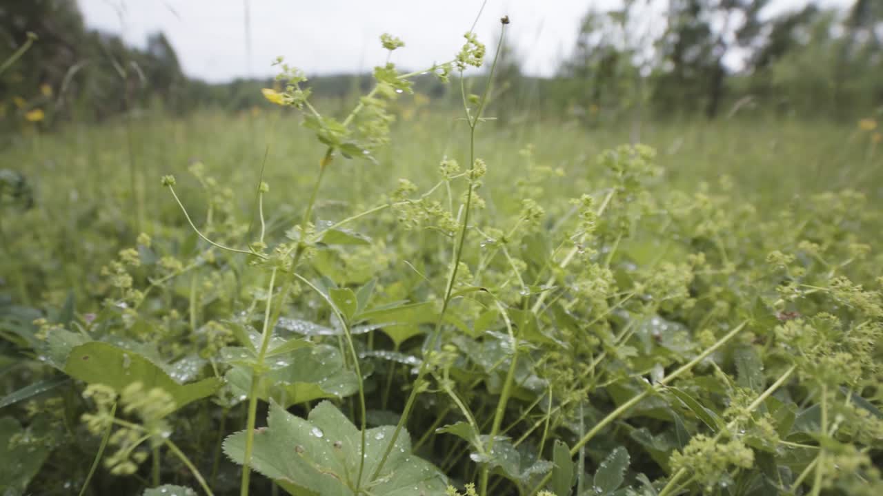 plantas de prado húmedo