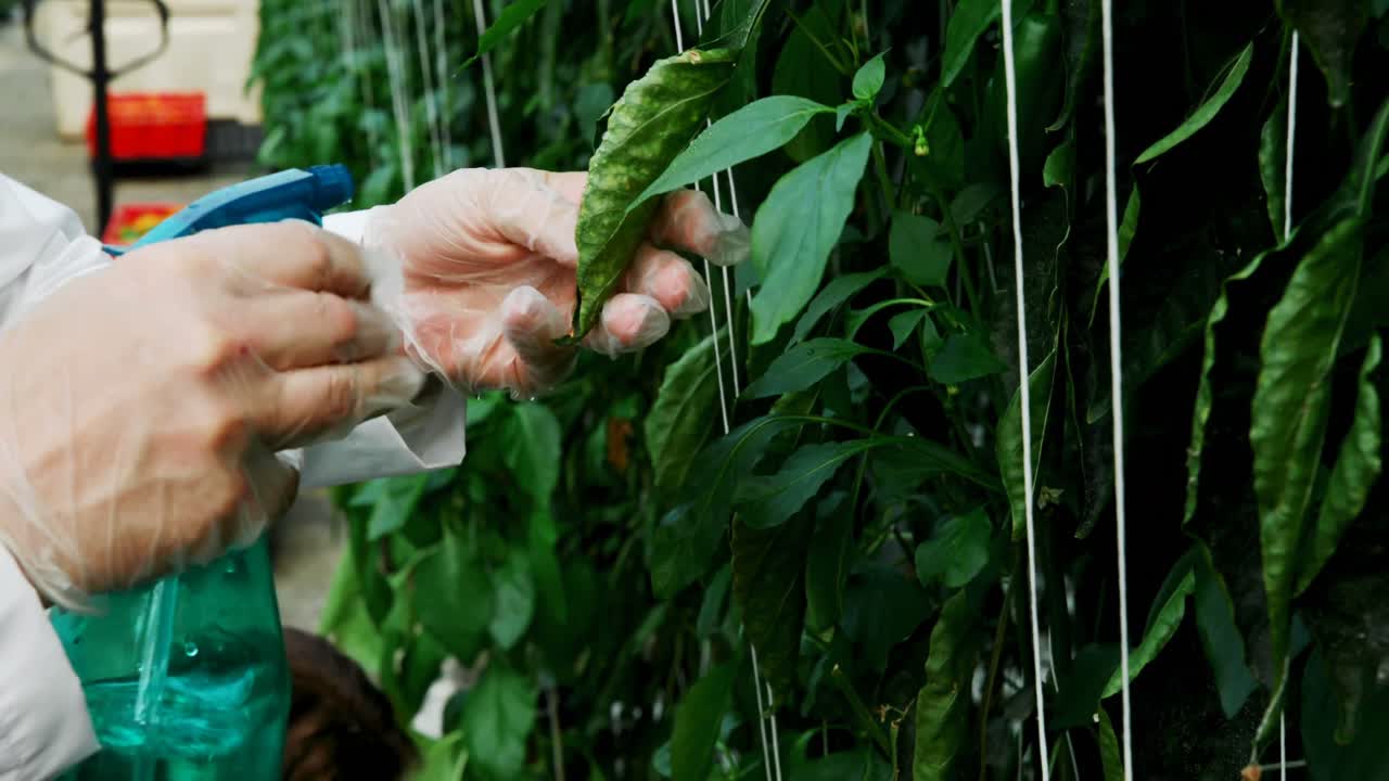 científico regando las plantas en el invernadero 4k