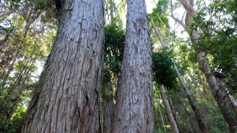 ascending view of a forest with tall trees