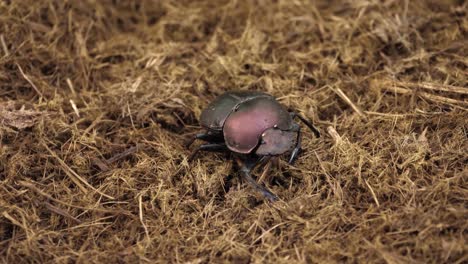 Macro-shot:-detail-of-Copper-Dung-Beetle-walking-on-soft-wood-pulp