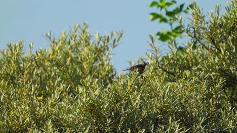 Weibliches-Blaukehlchen,-Das-Auf-Baumwipfelzweig-Steht,-Luscinia-Svecica,-Texel,-Niederlande