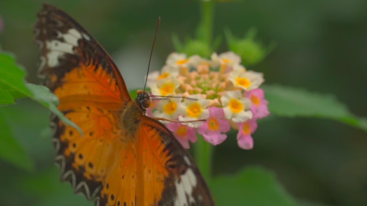 vista macro de la mariposa monarca sosteniendo una flor en flor en el bosque botánico