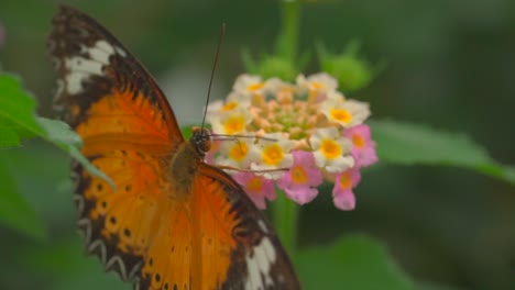 Vista-Macro-De-La-Mariposa-Monarca-Sosteniendo-Una-Flor-Floreciente-En-El-Bosque-Botánico