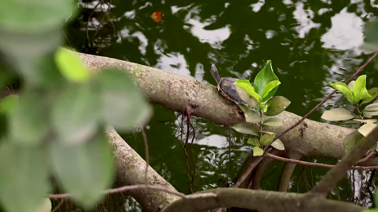 물 위 에 있는 나무 가지 에 고 있는 거북이