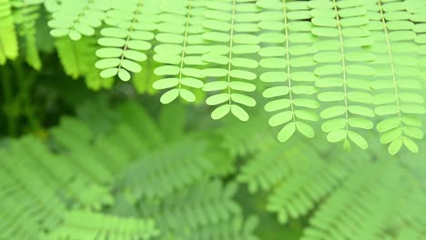 beautiful background of fern, out focus and focus