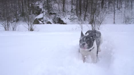 Welpe-Der-Französischen-Bulldogge,-Der-Im-Schnee-Läuft-Welpe,-Der-Im-Schnee-Läuft