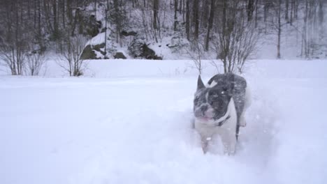 french bulldog puppy running in snow puppy running in snow