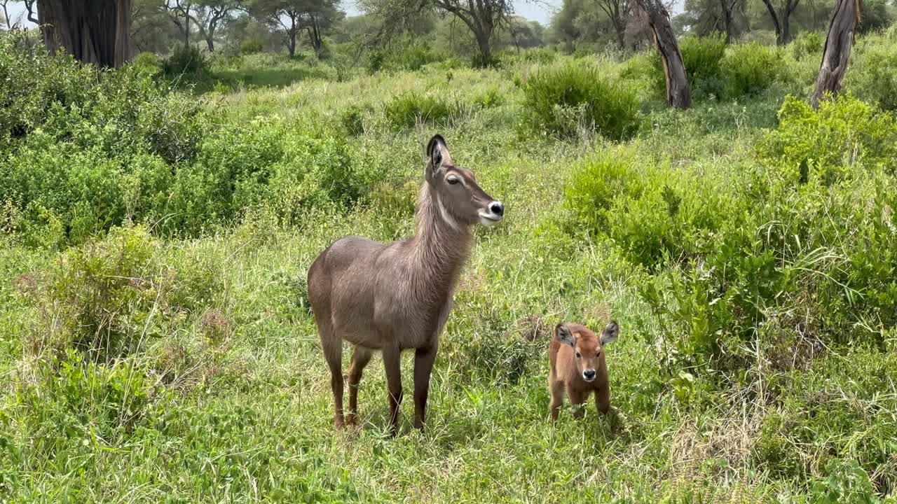 Antilope d'acqua femmina (Kobus ellipsiprymnus) con il suo cucciolo nel Parco Nazionale di Tarangire in Tanzania.