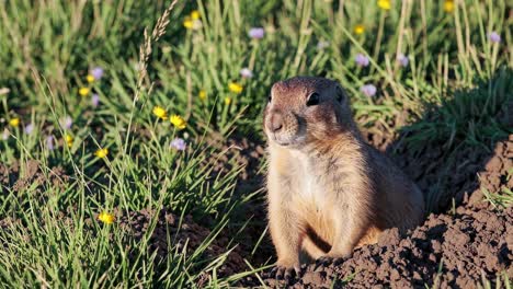 a ground-level video shot of a prairie dog in a field, surrounded by wildflowers