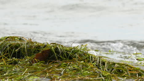 close-up of seaweed on the shore with ocean waves in the background