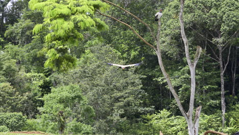 King-vulture-perched-in-tree-and-one-flying-to-the-ground