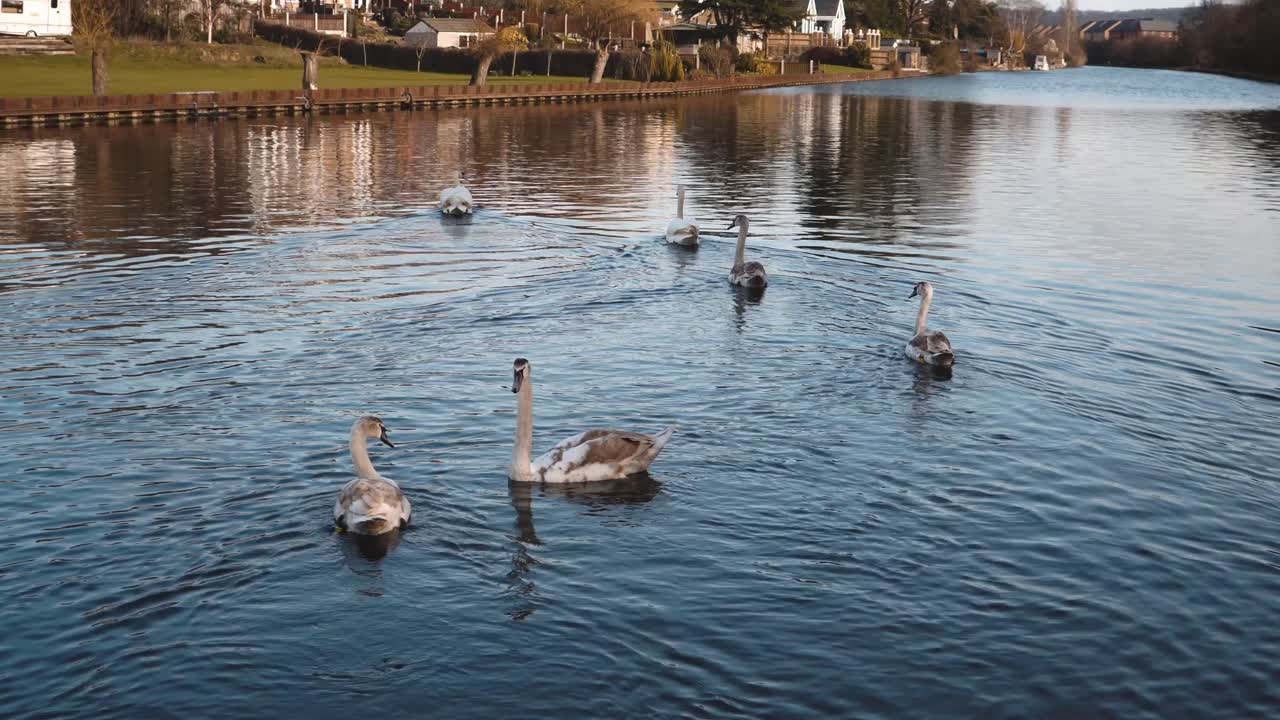 Swans swimming in a river