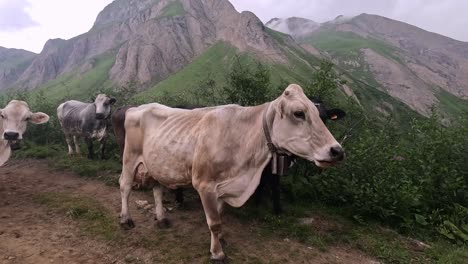 lots of cows passing by on an alpine track surrounded by mountains of the alps