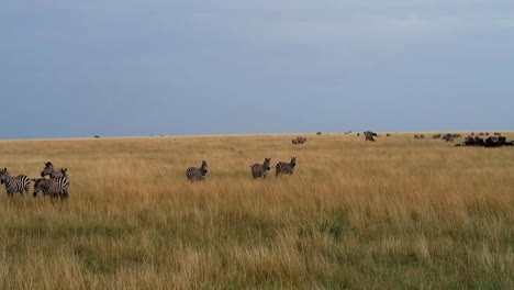 Manada-De-Cebras-Comiendo-Hierba-En-Un-Vasto-Campo-De-Sabana-Sin-Fin,-Tanzania