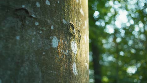 4K-still-shot-of-the-sunset-light-hitting-softly-a-forest-tree-line