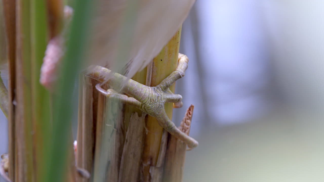 pies de un ave amarga amarilla aferrándose a plantas verdes y saludables de agua dulce - cerrar