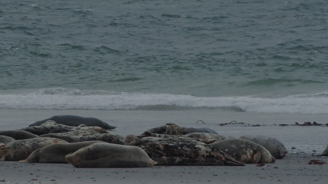폭풍우가 치는 바다 파도와 함께 모래 해안선에 쉬고 있는 물개 그룹, 정적 전망