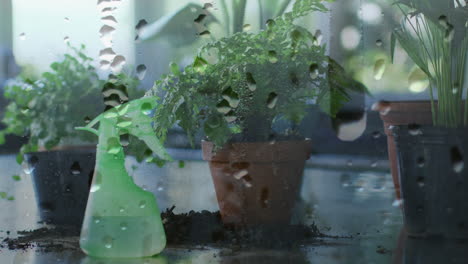 Animation of raindrops over houseplant in pots and watering spray