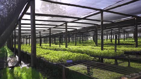 interior of a greenhouse filled with rows of yerba mate seed trays at the sunlight