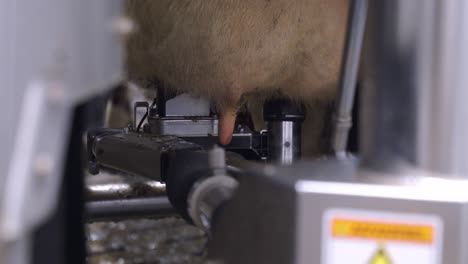 close up of a cow udder being milked automatically by a milking robot arm