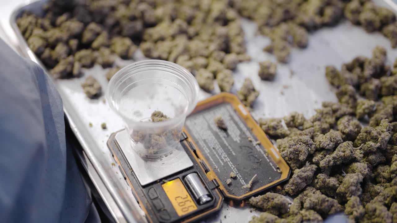 Ripresa al rallentatore di un operaio dell'industria della cannabis che utilizza guanti blu per pesare pepite di marijuana