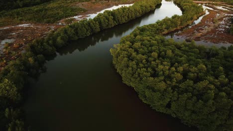 Curva-Del-Río-Serpenteando-A-Través-Del-Bosque-De-Manglar---Drone-Sobrevuela