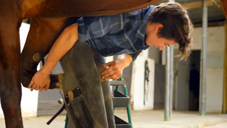 woman checking horseshoes in horse leg 4k