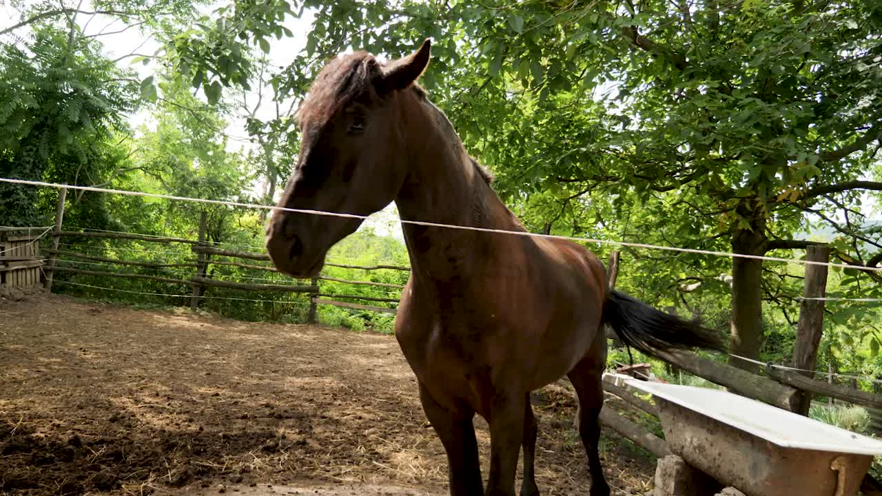 beautiful horse at the entrance of the stable, with camera push in and out movement