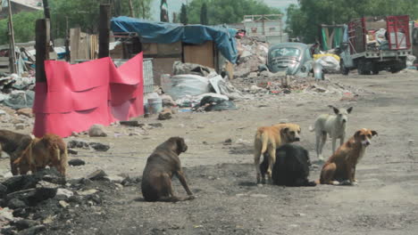 street dogs in mexico city at landfill waste site