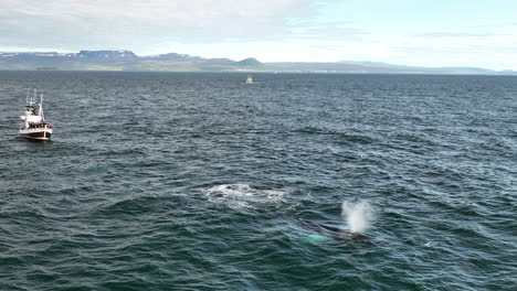 barcos en islandia observación aérea de ballenas en cámara lenta ballena jorobada de cola baja