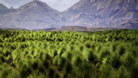 Lush green grassland with mountains in the background during daylight