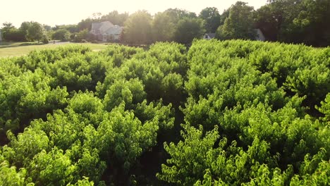 Orchard-borders-on-suburban-homes-during-summer-sunset,-pesticide-spraying-problems