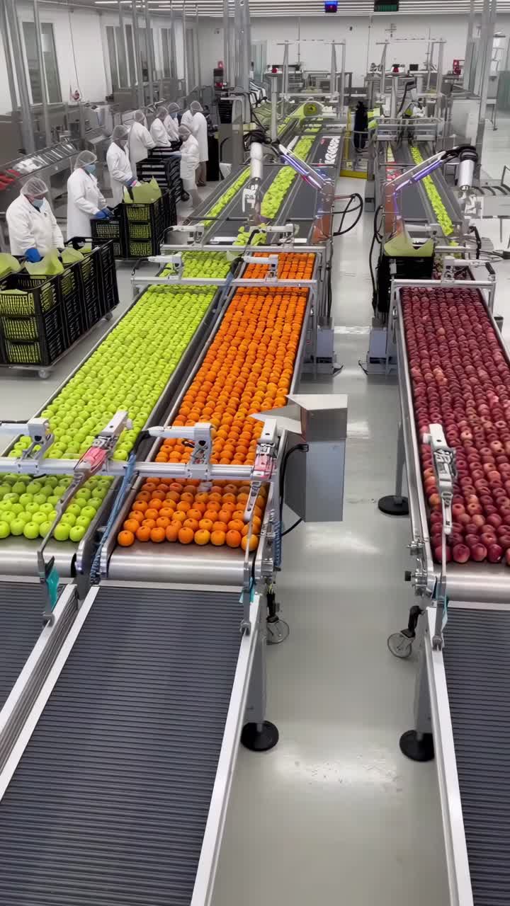 Vídeo de cima para baixo de uma linha de processamento de frutas com maçãs e laranjas vibrantes em transportadores