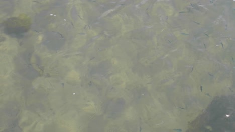 many little fish under the water below a jetty