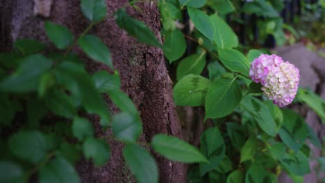 wild hydrangea, ajisai, growing from old stone wall in japan