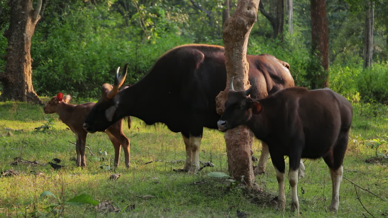 A herd of bison grazing under trees in Nagarahole Forest at sunset