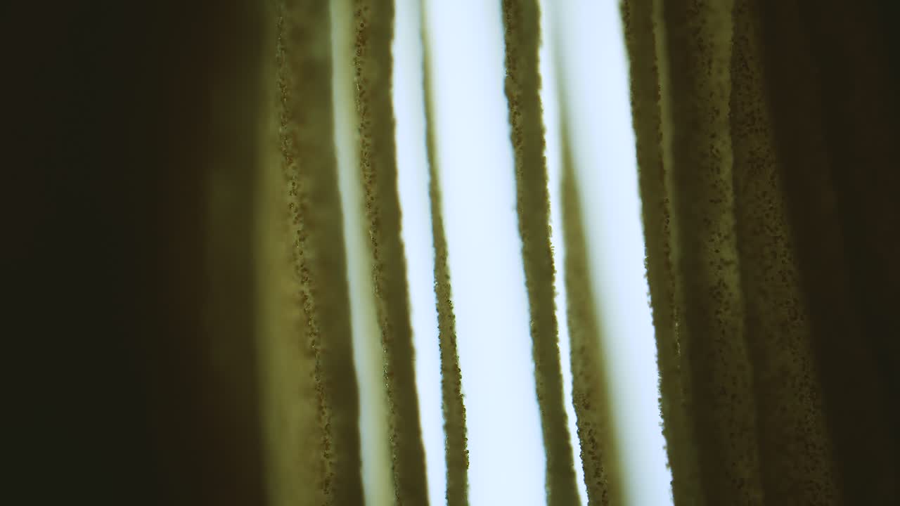 Fungus cap gills with spores under microscope