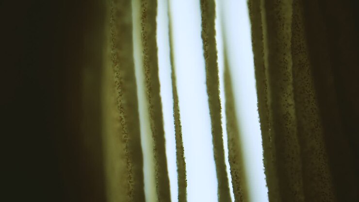 Fungus cap gills with spores under microscope