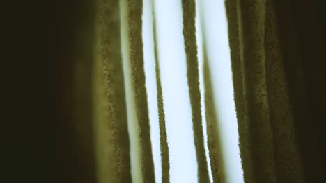 fungus cap gills with spores under microscope