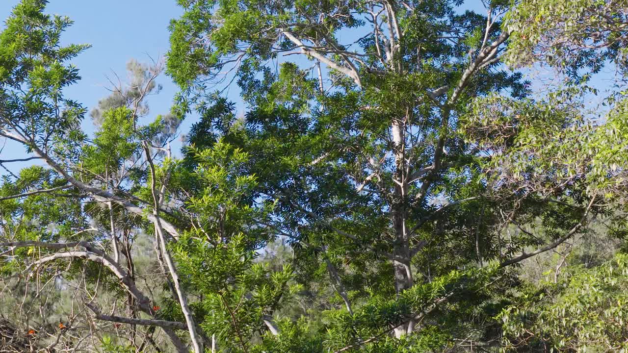 Eucalyptus trees gently sway under clear blue skies, capturing the serene movement of nature in a sunlit forest