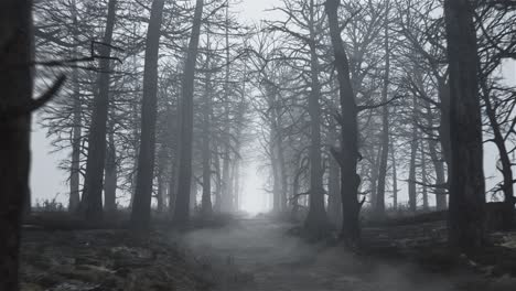 looped animation of flying through a scary forest