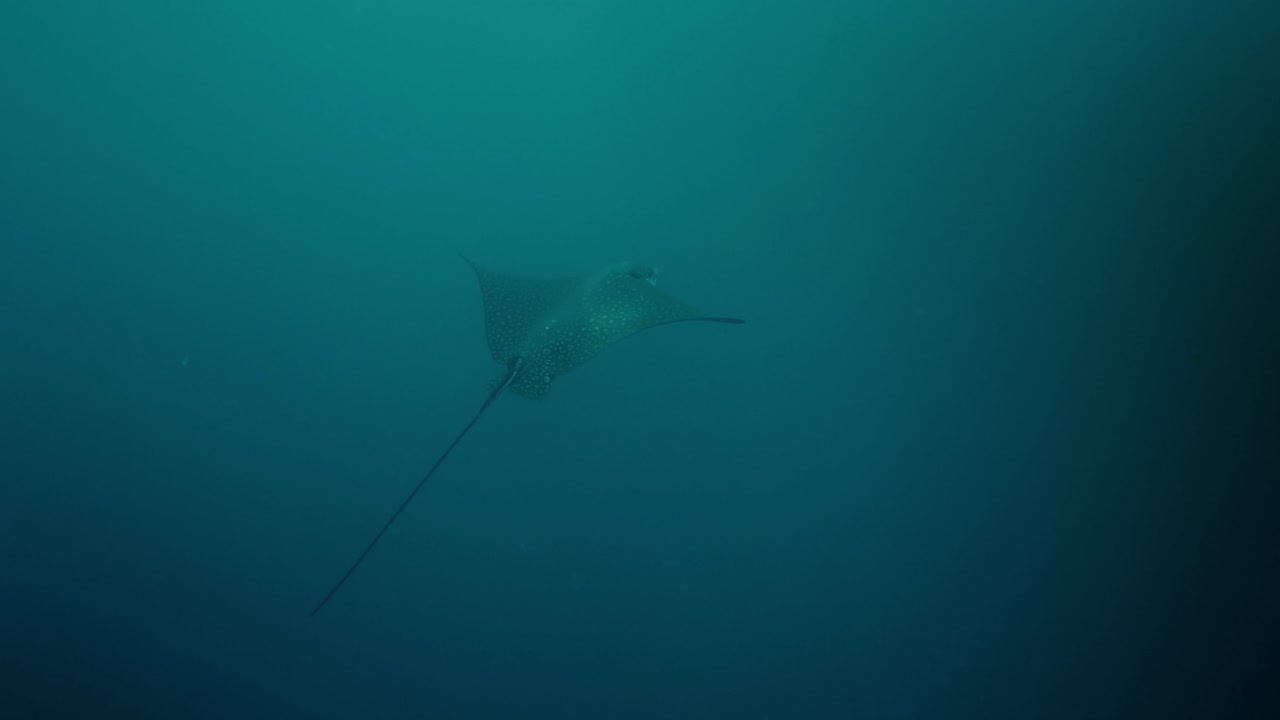 Stunning underwater footage of an eagle ray gliding gracefully through the waters of the Galápagos Islands, Ecuador.