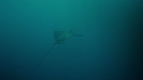 stunning underwater footage of an eagle ray gliding gracefully through the waters of the galápagos islands, ecuador.
