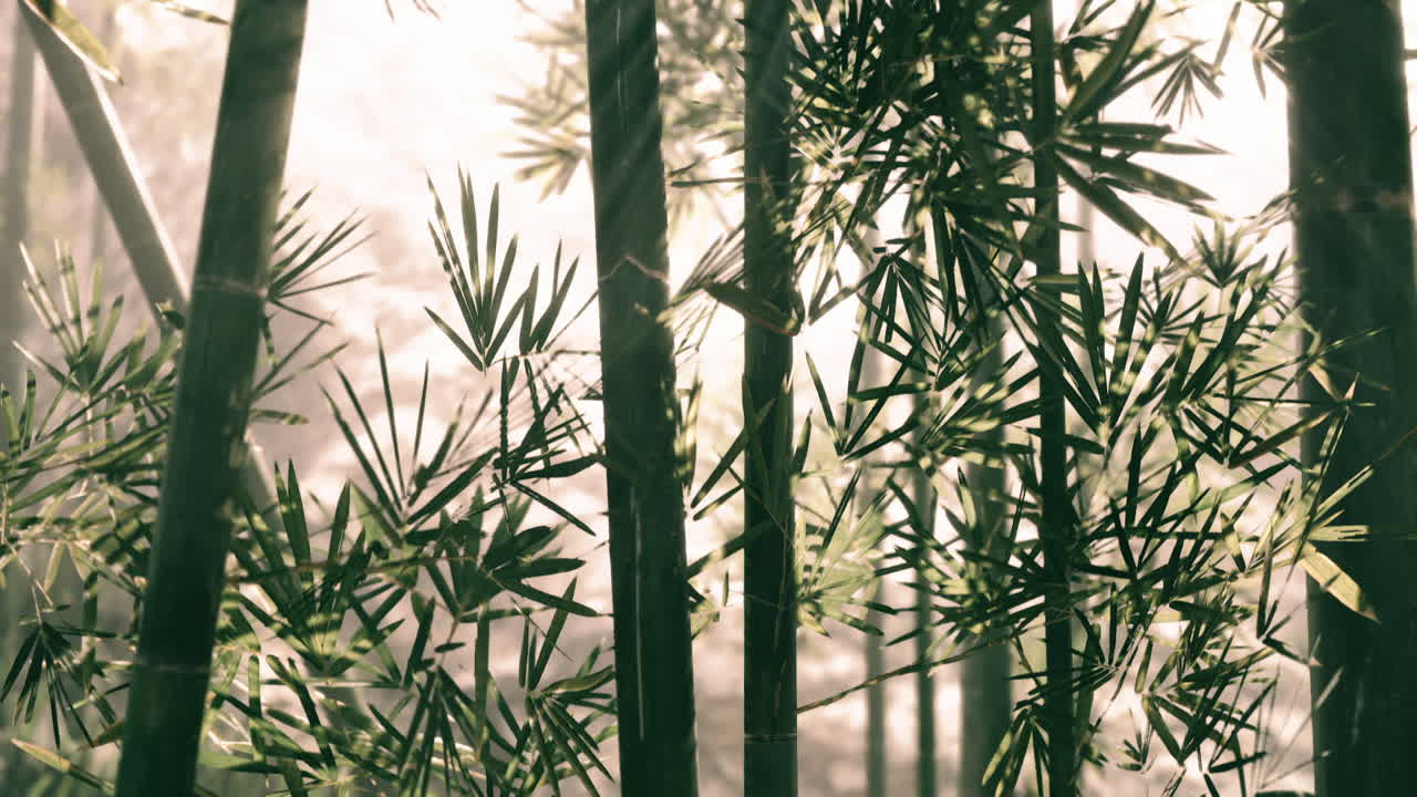 Rigogliosa foresta di bambù con la luce del sole che filtra tra le foglie e la nebbia.