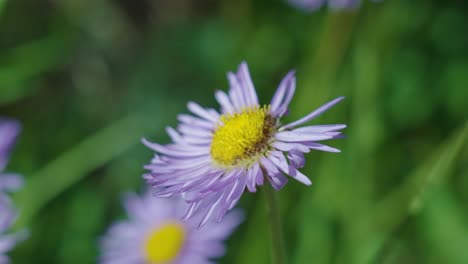 la flor púrpura y amarilla es el monte bierstadt, colorado.