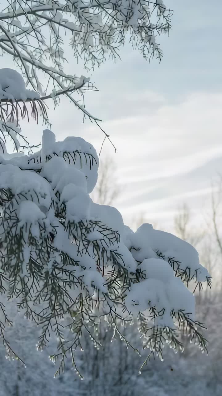 Vertikal video: Kamera panorerer mot høyre i snødekt skog, viser furugrener, istapper og avslører stammer