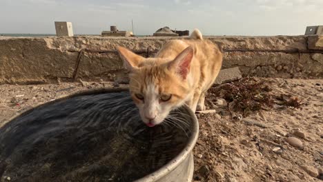 Eine-Bezaubernde-Katze,-Die-Ihren-Durst-Aus-Einem-Topf-Löscht-Und-In-Einem-Offenen-Moment-Des-Häuslichen-Lebens-Eine-Mischung-Aus-Eleganz-Und-Einfachheit-Zeigt